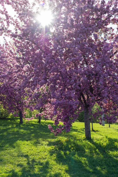 Árvores Rosa Florescendo Parque Com Grama Verde Dia Ensolarado Fundo — Fotografia de Stock