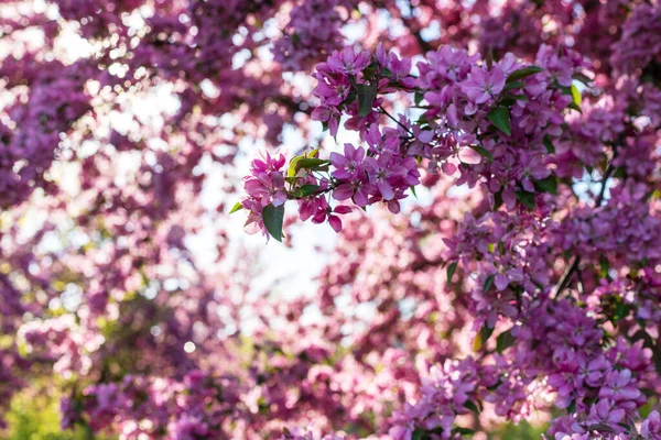 Fondo Flor Primavera Árbol Flores Rosadas Parque Jardín — Foto de Stock