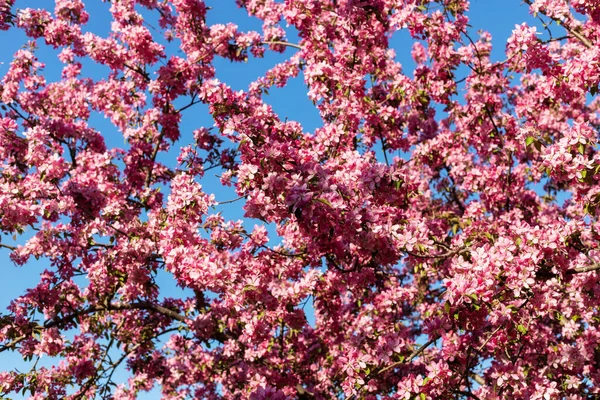 Mavi gökyüzüne karşı parkta pembe çiçekli ağaç. Güzel doğal bahar arkaplanı.