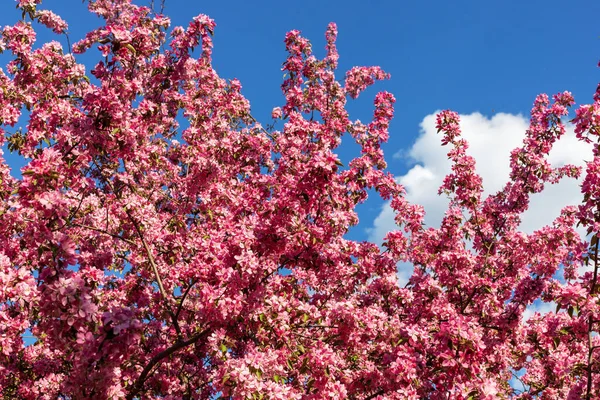 Árbol Flores Rosadas Parque Contra Cielo Azul Primavera Flor Fondo — Foto de Stock