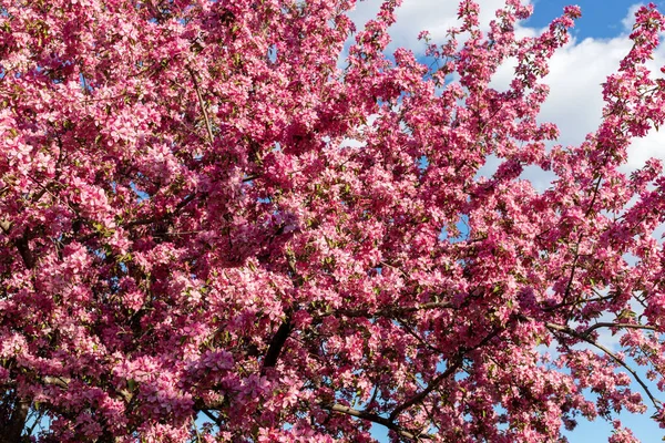 Árbol Rosa Flor Parque Contra Cielo Azul Hermoso Fondo Primavera — Foto de Stock