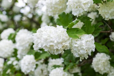 Beyaz çiçekler çalıların üzerine kapanır, doğal bahar arkaplanı, seçici odak.