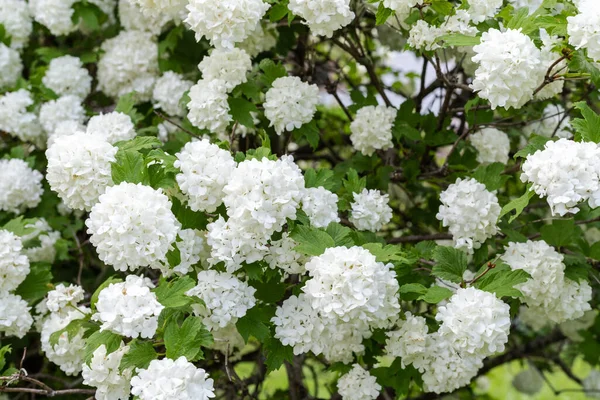 Białe Kwiaty Krzaku Naturalne Wiosenne Tło Skupienie Selektywne Pełna Klatka — Zdjęcie stockowe