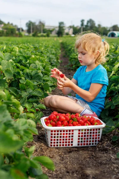 Little girl picking and eating strawberries at the field. Child gathering berries in summer season on a local farm.