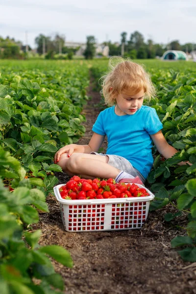 Child picking strawberries in the field. Strawberry farm. Little girl sitting in a field with basket full of red berries in summer season.