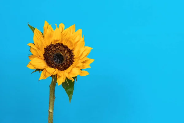 Wild sunflower on black background with copy space. Beautiful yellow flower.