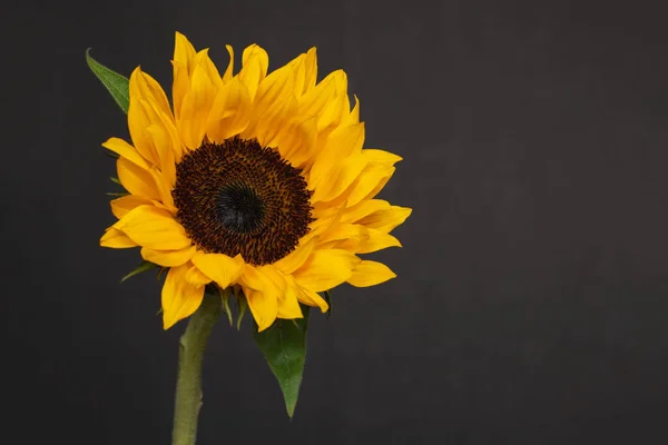 Wild sunflower on black background with copy space. Beautiful yellow flower.