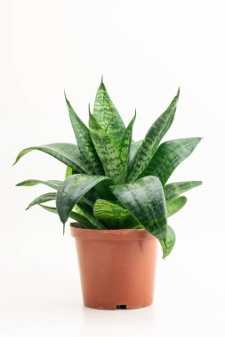 Beyaz arka planda seramik kapta yılan bitkisi. Bowstring Hemp, Şeytan Dil Annesi Dil Sansevieria Trifasciata.