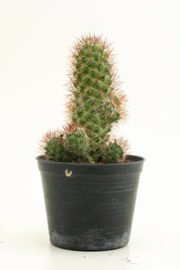 Mammillaria schumannii beyaz arka planda. Kaktüs Mammillaria Schumannii saksı boyunda.