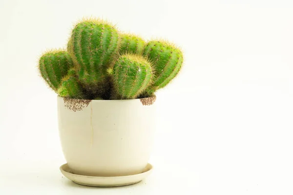 Echinopsis Calochlora Cactus Group Green Succulents Cactus Echinopsis Calochlora Shapes — Zdjęcie stockowe