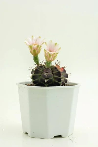 Close Van Kleine Mooie Kleurrijke Bloem Gymnocalycium Cactus Pot Witte — Stockfoto