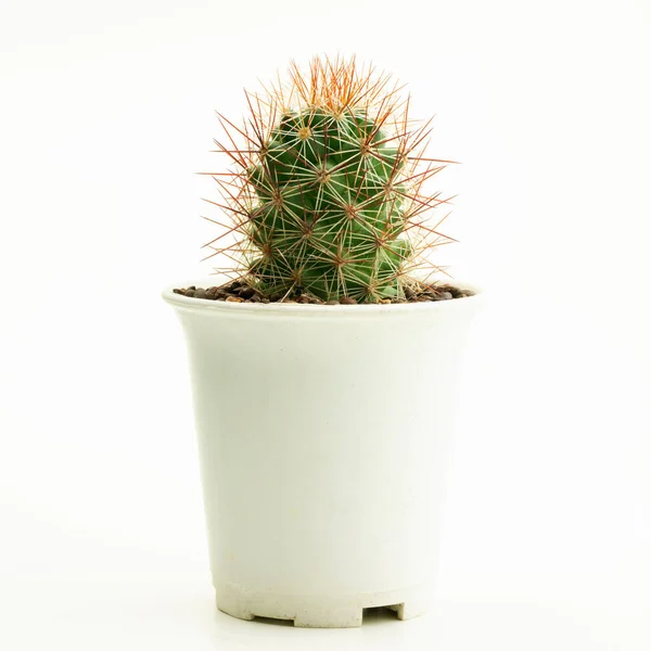 Mammillaria Schumannii Witte Achtergrond Cactus Mammillaria Schumannii Hoog Pot — Stockfoto