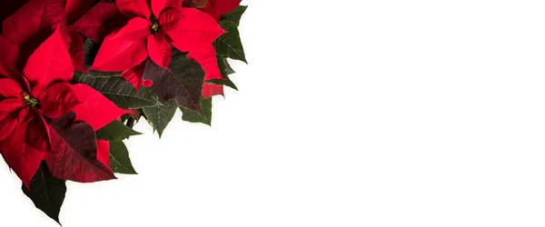 Banner con flores de poinsettia en el lateral. —  Fotos de Stock