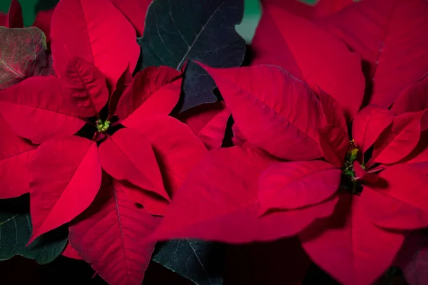 Fondo de poinsettia o flor de Navidad. — Foto de Stock