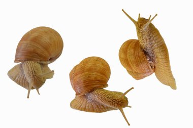 Beyaz arka planda sürünen üç salyangoz seti. Helix pomatia, beyaz arka planda izole edilmiş üç salyangoz koleksiyonu, yan görünüş ve doğrudan üst görüş. Yakın plan.