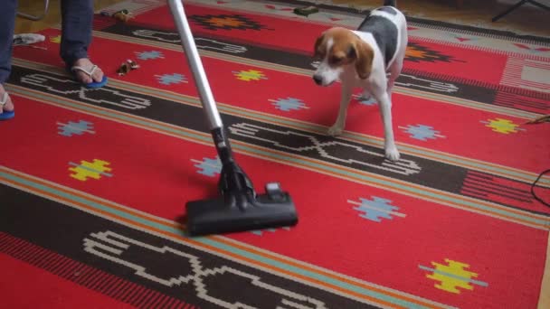 家养恶狗在清洁毛皮时,用锐利的吸尘器刷牙咬人.清洁房间地板的时候,淘气的小猎犬在吸尘器上吠叫.好斗的狗带有 — 图库视频影像