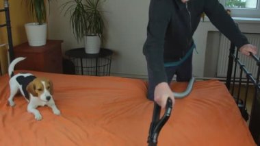 Elektrikli süpürgeyi izlerken havlayan ve geri çekilen komik av köpeği. Elektrikli süpürgeye köpek reaksiyonu. Ev aletleri