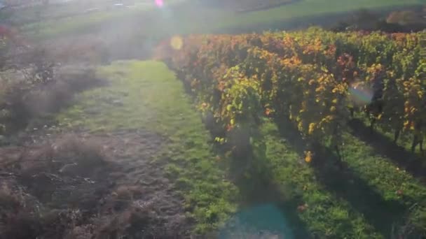 Vackert landskap med rader av gula vingårdar vid solnedgången i södra Mähren. Tjeckiska republiken. Kamerarörelser — Stockvideo