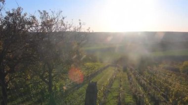 Sonbahar mevsimi, güneş gün batımında Sout Moravia bölgesindeki üzüm bağlarının renkli yaprakları boyunca ışıldar. Güney Moravya. Çek Cumhuriyeti