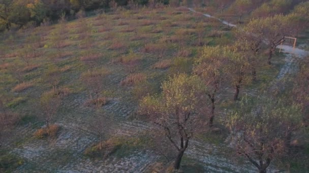 Aerial view of almond trees field. Autumn aerial view above orchard and sunset — Stock Video