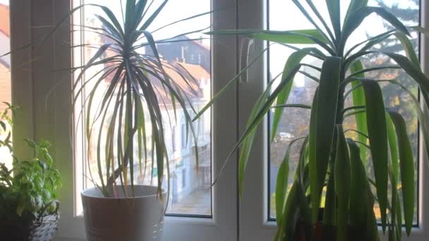 窓の外に秋になると窓の上のアパートの屋内植物の眺め。常緑の観葉植物として花器に室内の花を咲かせるシーン — ストック動画