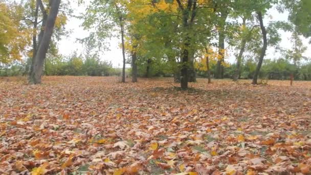 Schöner öffentlicher Park im Herbst, Zweige mit gelben und roten Blättern im Wind, Herbstwald und fallendes Laub — Stockvideo