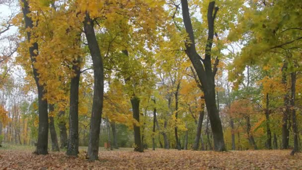 Hojas de color amarillo brillante y rojo. Escena de vídeo natural de hojas de colores cayendo en el parque público — Vídeo de stock