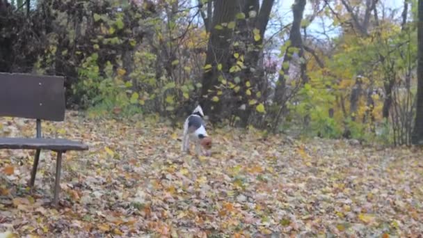 Av köpeği sonbahar yapraklarını kokluyor. Köpek sonbahar yapraklarını koklayıp bir şeyler arıyor. Ağacın altında yatan yapraklarla meşgul bir av köpeği. — Stok video