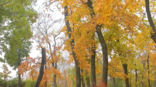 Осінній громадський парк. Вид через падаюче листя. Красивий пейзажний фон — стокове відео
