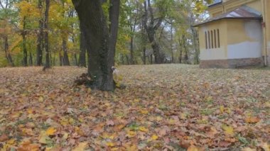 Sonbahar parkında köpek portresi. Av köpeği sonbahar yapraklarını kokluyor. Sonbahar parkı alanı