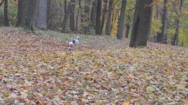 Hundsniffa runt på höstlöv och leta efter något. Beagle dog upptagen med lövverk som ligger under träd. Beagle hund sniffar på höstlöv. Höstens allmänna parkområde — Stockvideo