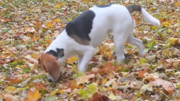 Honden snuffelen om iets te vinden in het herfstbos. Hondenportret in het herfstpark. Beagle dog snuffelt aan herfstbladeren. Herfst openbaar park. Prachtige landschap achtergrond — Stockvideo