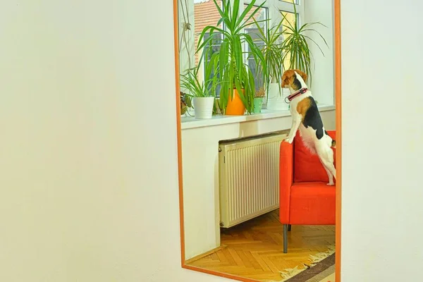 Cute small beagle dog standing on two legs and looking away by the window searching or waiting for his owner. Pets indoors. Dog reflection at the mirror — Stock Photo, Image