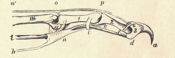 Anatomía Garra Del Gato Corte Transversal Garra Gato Ilustración Vintage —  Fotos de Stock