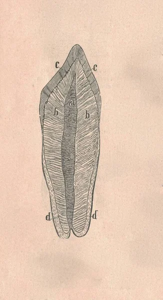 Διασταύρωση Δοντιού Θηλαστικού Και Θρύλου Γραμμάτων Εικονογράφηση Εποχής — Φωτογραφία Αρχείου