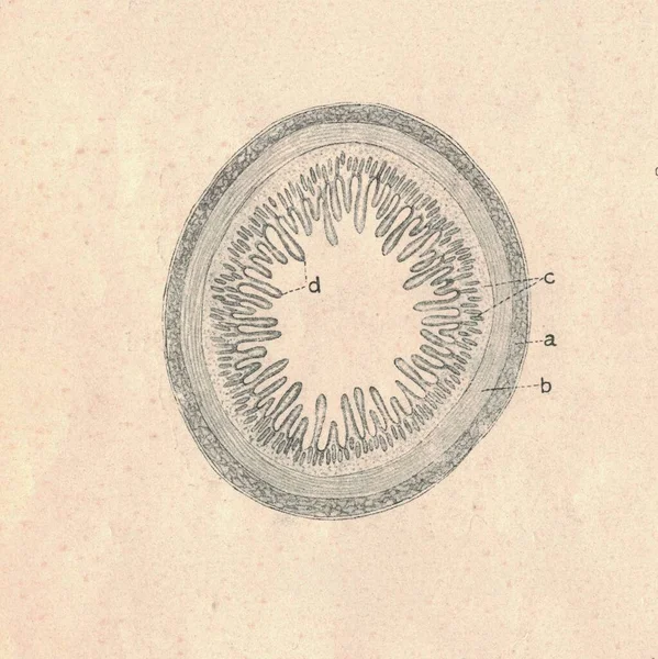 포유류의 창자에 그림입니다 소장의 빈티지 — 스톡 사진