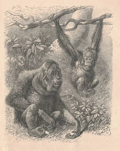 Antique engraved illustration of an orangutan. Vintage illustration of an orangutan. Antique engraved picture of an orangutan.