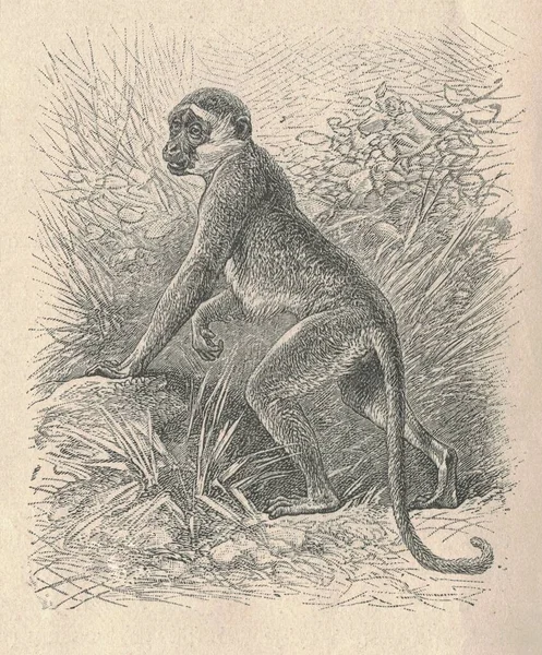 Antieke Gegraveerde Illustratie Van Een Guenon Aap Vintage Illustratie Van — Stockfoto