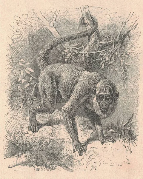 Antique engraved illustration of a howler monkey. Vintage illustration of a howler monkey. Antique engraved picture of a howler monkey.