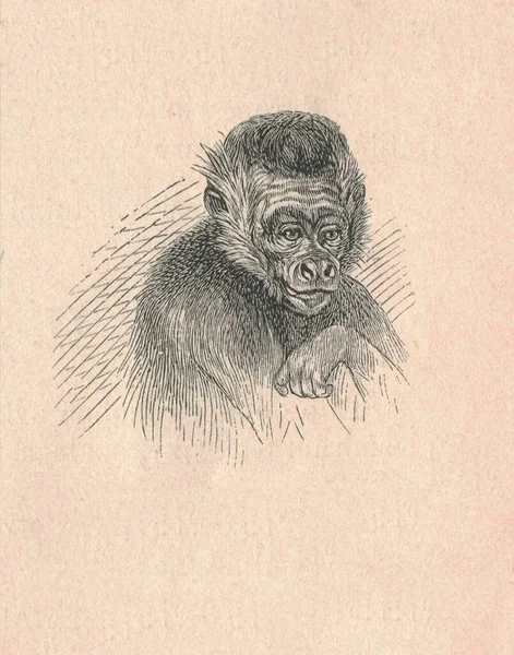 Örümcek Maymun Kafasının Antik Oymalı Bir Çizimi Örümcek Maymun Kafasının — Stok fotoğraf