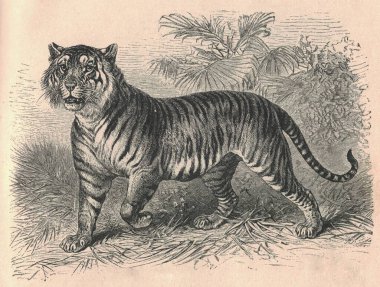 Kaplanın (Panthera tigris) antik oymalı çizimi. Kaplanın klasik çizimi. Kaplanın antik oymalı resmi..