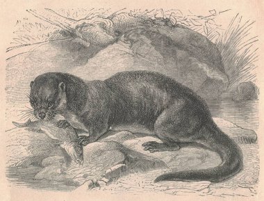 Su samurunun antik oymalı çizimi. Su samurunun klasik çizimi. Hayvanın antik oymalı resmi.. 