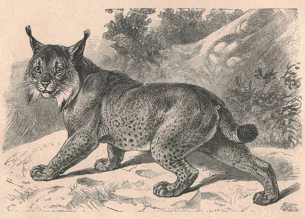 Antieke Gegraveerde Illustratie Van Euraziatische Lynx Vintage Illustratie Van Euraziatische — Stockfoto