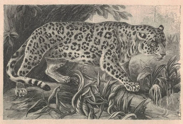 Ilustração Gravada Antiga Onça Pintada Panthera Onca Ilustração Vintage Onça — Fotografia de Stock