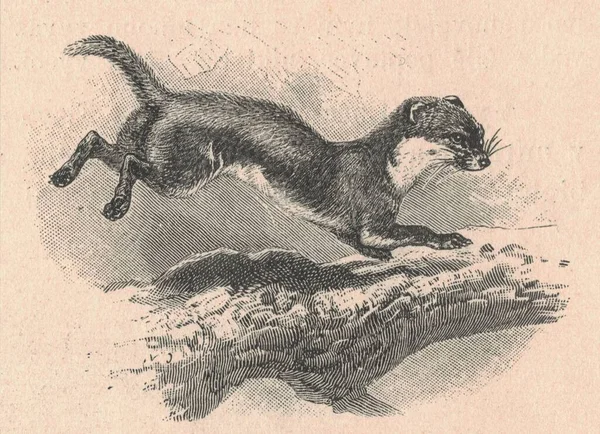 Sansarın Antik Oymalı Bir Tasviri Sansarın Klasik Çizimi Hayvanın Antik — Stok fotoğraf
