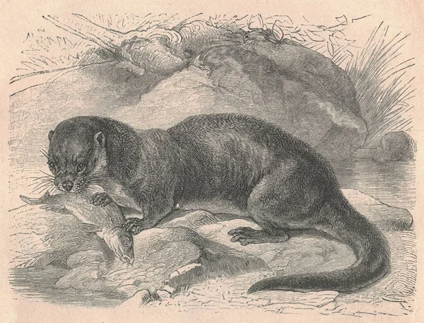 Su samurunun antik oymalı çizimi. Su samurunun klasik çizimi. Hayvanın antik oymalı resmi.. 