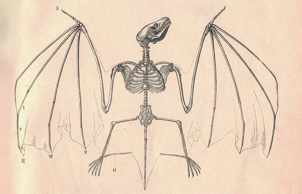 Antieke Gegraveerde Illustratie Van Het Skelet Vleermuis Vintage Illustratie Van — Stockfoto
