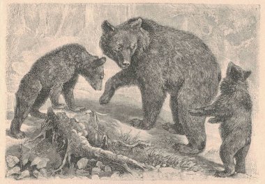 Boz ayının (Ursus arctos) antik oymalı çizimi. Boz ayının klasik çizimi. Hayvanın antik oymalı resmi..