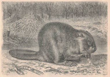 Kunduzun antik oymalı çizimi. Kunduzun klasik çizimi. Hayvanın antik oymalı resmi. Mevcut iki tür vardır: Kuzey Amerika kunduzu (Castor canadensis) ve Avrasya kunduzu (Castor fiber). Kunduzlar...