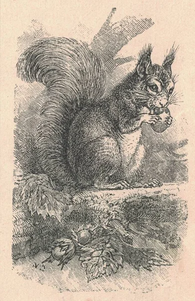 Ilustração Antiga Gravada Esquilo Sciuridae Ilustração Vintage Esquilo Imagem Gravada — Fotografia de Stock